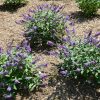 Blue Chip Jr Butterfly Bush - Image 2